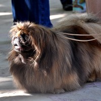 10 Артур (Пикинес)