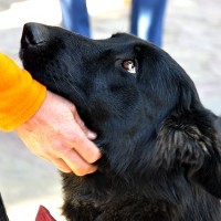 12 восточный европеец (2 года)