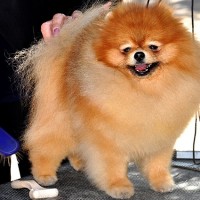 14 Фонс Хай Флай (немецкий шпиц 17 мес)