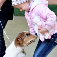 16 Муфаса (среднеазиатская)