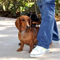 17 Парис 7мес. и Картель 5 мес. Хазяйка Татьяна