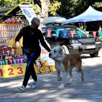 1 (среднеазиатская овчарка) на ринге выставки собак