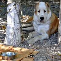 2 среднеазиатская овчарка в ожидание своего выхода