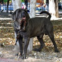 4 Бонапарт (МАСТИНО НЕАПОЛИТАНО 1 г 7 м)