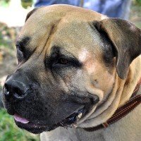 5 африканский бурбуль