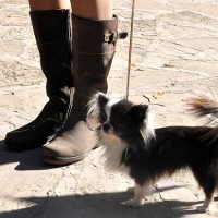 8 Рус Картель Зингер намбер (длинношерстный чихуахуа)