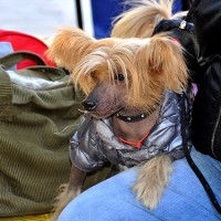 Выставка собак