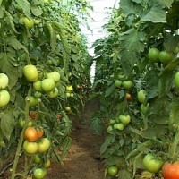 В Сайрамском районе тепличные хозяйства вырастили 180 000 тонн продукции