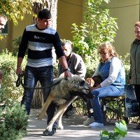 собаки за рингом показывали кто хозяин