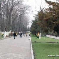 Родился ребенок — посади дерево. Новые семейные традиции пытаются внедрить НПО Шымкента