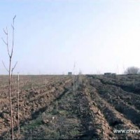 Вокруг города высадили «зеленый пояс» — 5 млн. деревьев окольцевали Шымкент