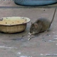 Крыс в Шымкенте травить не будут. Депутаты городского маслихата деньги на борьбу с грызунами решили не выделять!