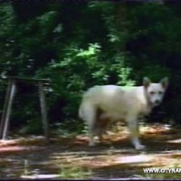 Первый случай заболевания бешенством зарегистрирован в Южном Казахстане