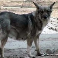 Еще один случай заражения бешенством зарегистрирован в ЮКО. В больницу попал военный