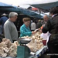 Опасны ли первые грибы. Советы специалистов: какие грибы можно покупать, а какие нет