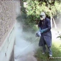 Прошлогоднее нашествие клещей на Шымкент может повториться