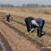 Понижение температуры воздуха в ЮКО может сильно ударить по посевам