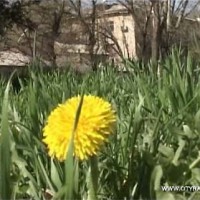 Прогноз погоды на апрель. Второй весенний месяц будет дождливым, но теплым