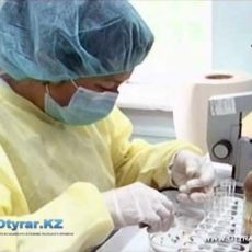 Ежедневно в Южном Казахстане регистрируется несколько десятков укушенных клещами На сегодняшний день статистика укусов клещей настораживает