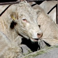 В Созакском районе создан корпоративный фонд «Соз – Агро»