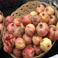 В ЮКО выращивают экзотические фрукты и ягоды