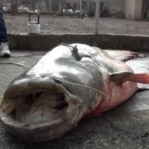 Вот такие рыбки водятся в Шымкенте