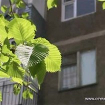 Неизвестные жуки уничтожают деревья в Шымкенте