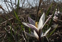 Погода в Шымкенте в выходные не изменится