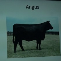 Тему животноводства обсуждали на очередной встрече предпринимателей