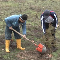 В этом году на «зелёный пояс» Шымкента выделено 420 миллионов тенге