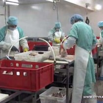 В Южном Казахстане построен новый завод по заготовке рыбы