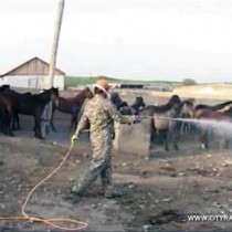 В Шымкенте начали обрабатывать домашний скот от клещей В Шымкенте начали обрабатывать домашний скот от клещей