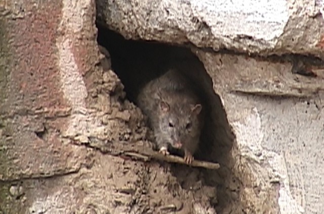 Крысы уже обосновались в центре Шымкента 
