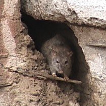 В центре Шымкента поселились крысы