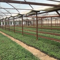 Выращиванием рассады цветов хозяйство начало заниматься недавно