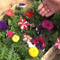 Семена были привезены из Ташкента