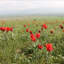Фестиваль тюльпанов прошел в ЮКО