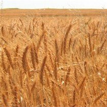 В Казахстане принята новая программа по поддержке агробизнеса на 2013-2020 годы