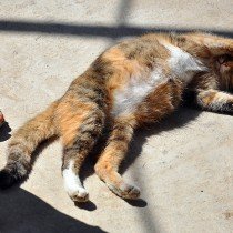 А эта любимица ветерана — кошка Муся. Или, как ее еще зовет Боран Ахунов, Маша