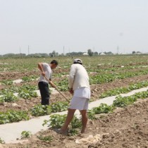 36,8 млрд тенге направят на сельхозкредитование в Туркестанской области Сельское хозяйство еще одна сфера, где задействованы трудящиеся мигранты