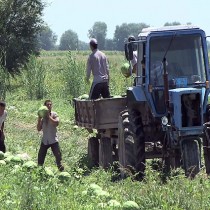 Туркестанская область вышла на 1 место по объему валовой продукции в сельском хозяйстве