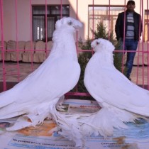 В Шымкенте прошел международный форум голубеводов