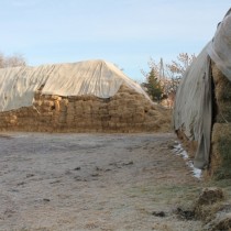 Лошадиная заплата