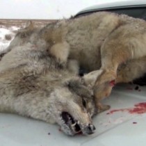 Стаи волков и шакалов угрожают скоту в Туркестанской области