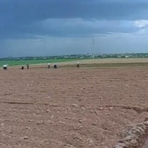 Работа прокуратуры обеспечила снижение нарушений в сфере землепользования Сельхоз культурами будут засеяны 805 тысяч гектаров земли