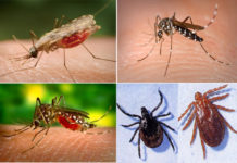 Трансмиссивная беда южан