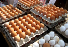 Не покупайте кур и яйца у неизвестных лиц яйца