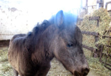 В Шымкенте вакцинацию животных проводят бесплатно