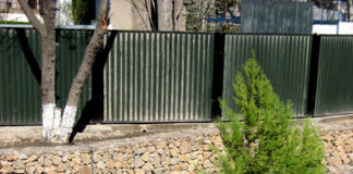 17 тыс. саженцев туи высадили в Туркестане и внедрили систему капельного орошения Это туя, можжевельник, карагач, несколько видов ясеня и клена