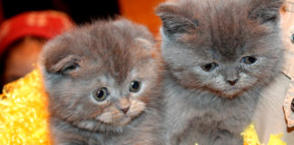 Первая региональная выставка кошек прошла в Шымкенте (ФОТО) Хозяева породистых малышей предлагают их в хорошие руки за хорошие деньги